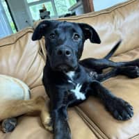 Photo of Stitch
