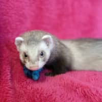 Photo of Cane