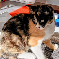 Photo of Callie