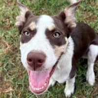 Photo of Rigby   11 Month Old Kelpie