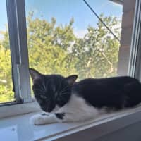 Photo of Lily