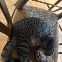 Photo of Boris
