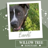 Photo of Bandit