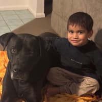 Photo of Scooby *$150 Adoption Fee*