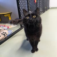 Photo of Coal