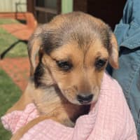Photo of Taffy