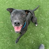 Photo of Flint Imp 7