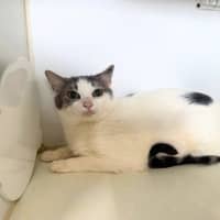 Photo of Willow