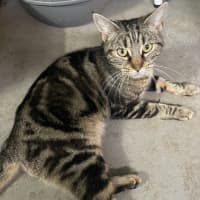 Photo of Banoffee