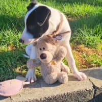Photo of Magpie   11 Week Old Mastiff X