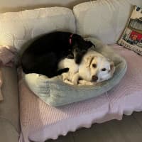 Photo of Precious