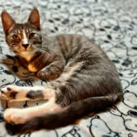 Photo of Tofu *9 Lives Project Rescue*