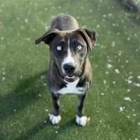 Photo of Frost Imp 1399