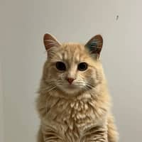 Photo of Paw Paw