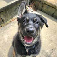 Photo of Bravo – 11 Week Old Shepherd X Husky (Trial)