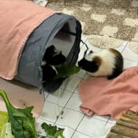 Photo of Riker, Richie & Rocky