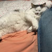 Photo of Archie