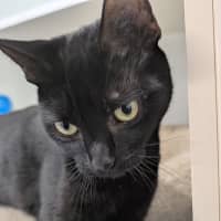 Photo of Shadow