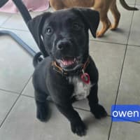 Photo of Owen