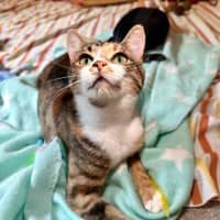 Photo of Moe   Located In Brunswick West