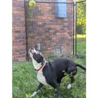 Photo of Roxy *$250 Adoption Fee*