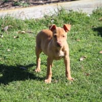 Photo of Dottie