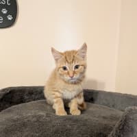 Photo of Squeak