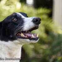 Photo of Ranger (Apache Malt)