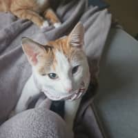 Photo of Peanuts