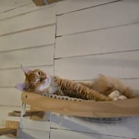 Photo of Faramir