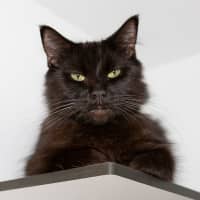 Photo of Pepper