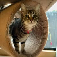 Photo of Luna