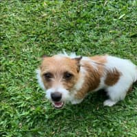 Photo of Scruffy