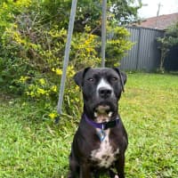 Photo of Estelle *$150 Adoption Fee*