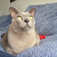 Photo of Chappy