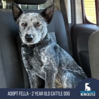 Photo of Fella   2 Year Old Cattle Dog (On Trial)