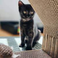 Photo of Decker   In Foster Care In Northcote