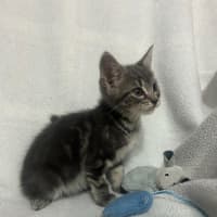 Photo of Norbert (Norbie)