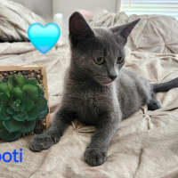 Photo of Sootie