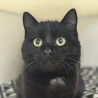 Photo of 🍪 Biscuit 5413 🍪