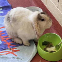 Photo of Mortimer
