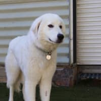 Photo of Magpie
