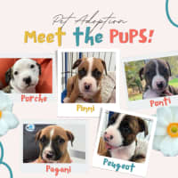 Photo of The Car Litter