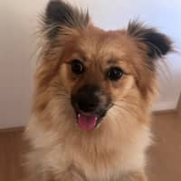 Photo of Blossom