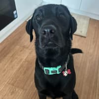 Photo of Zeus   1 Year Old Labrador