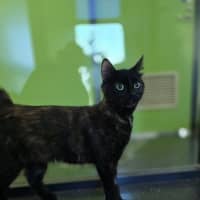Photo of Sweetie