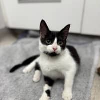 Photo of Pickle