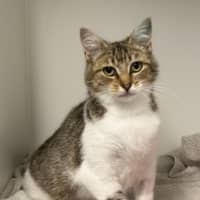 Photo of Poncho