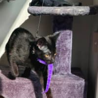 Photo of Mishka
