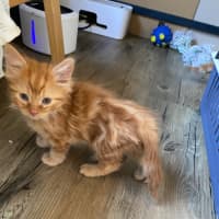 Photo of Oliver. Meet Me At Pet Stock Chelsea